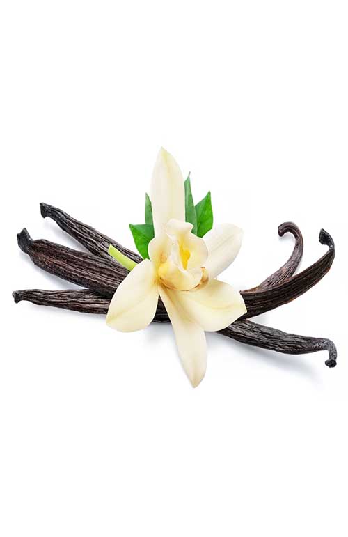Vanilla